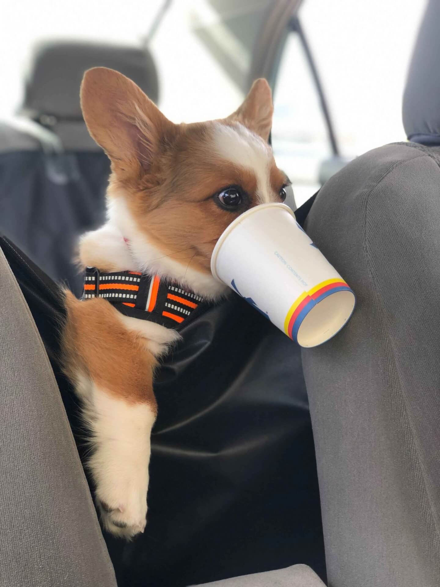 A Day in the Life of a Colorado Dog