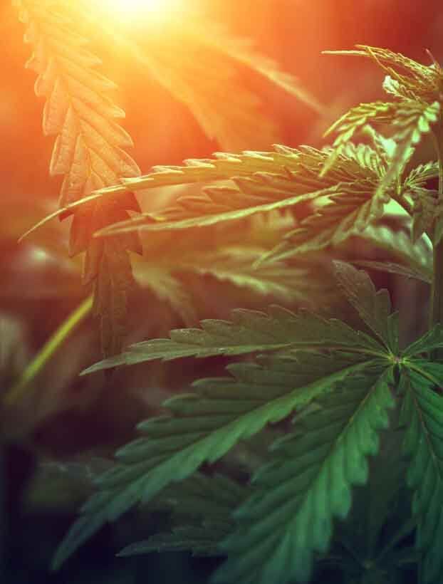 Cannabis Friendly Activities