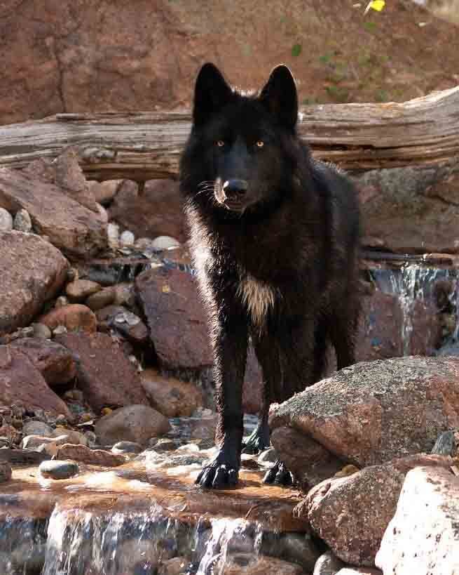 Going, Going, Gone – Colorado Wolf & Wildlife Center