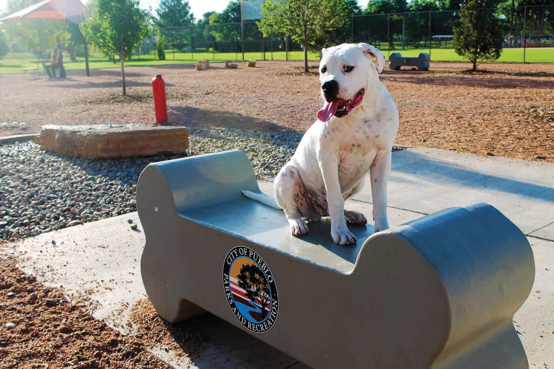 Who Let the Dogs Out?