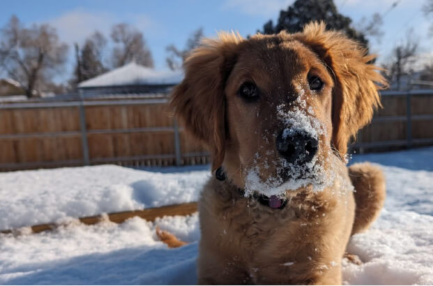 Proper Pupper Places