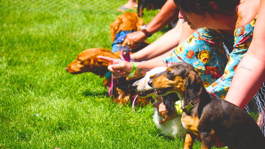Weenie Dog Race