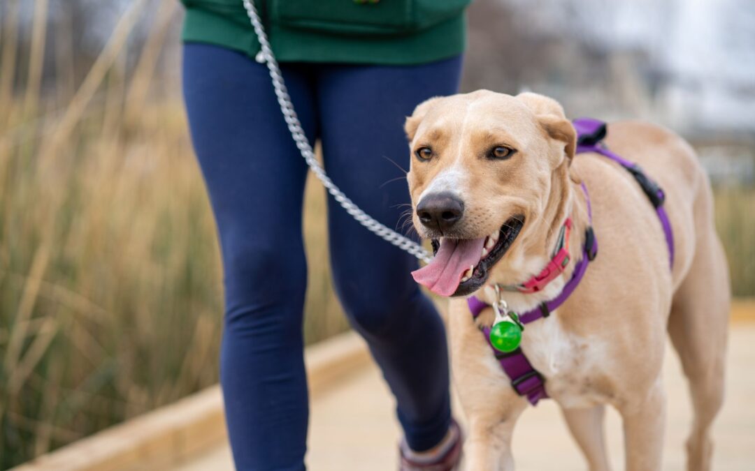 3rd Annual Dog Days of Summer Community Dog Walk Returns This June