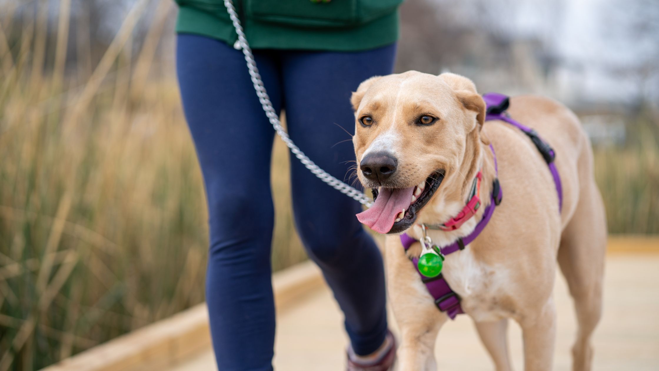 3rd Annual Dog Days of Summer Community Dog Walk Returns This June