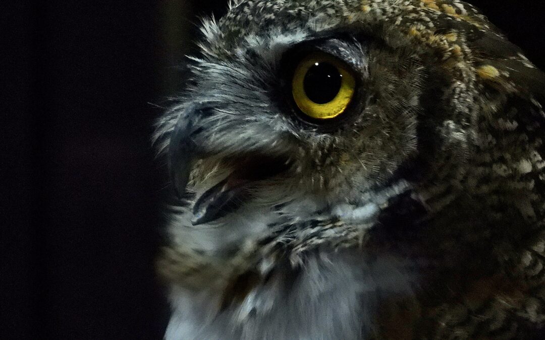 Owl Pellet Dissection