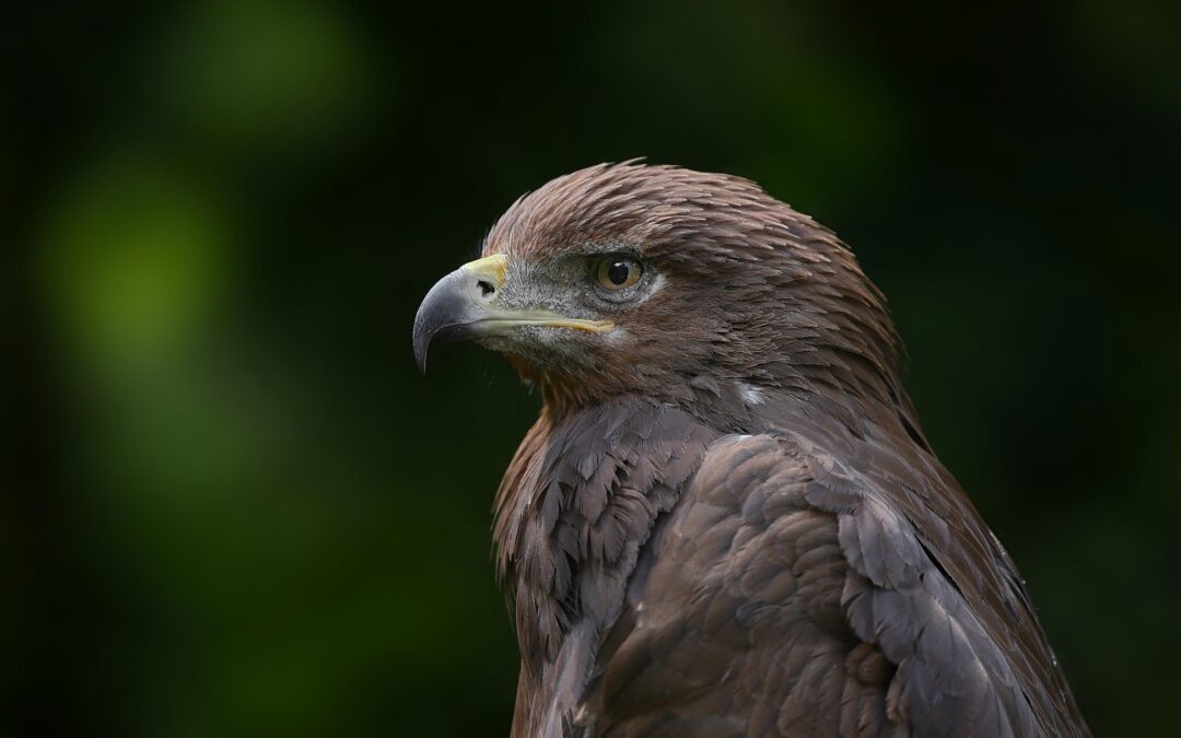LIVE Birds of Prey with HawkQuest